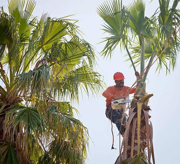 How Our Tree Care Process Works  in  Pekin, IL