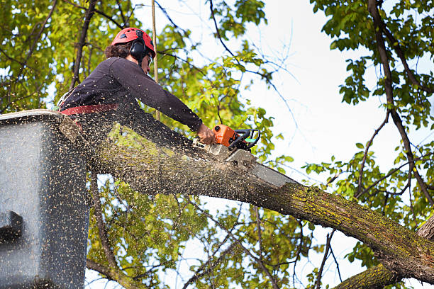 Best Tree Mulching  in Pekin, IL